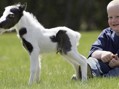 Η υπερθέρμανση του πλανήτη οδηγεί σε νανισμό;