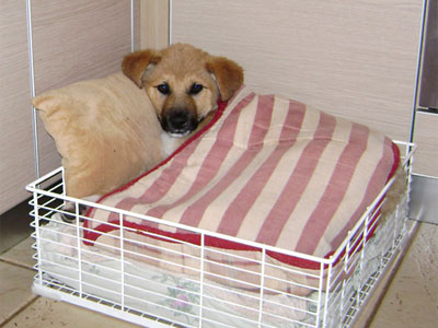 Λίγη αγάπη για τον Σίμπα