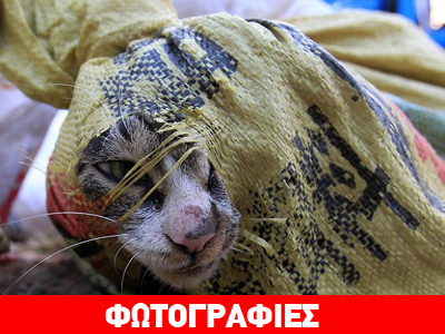 Κίνα: Κατάφεραν να γλιτώσουν από τα κινέζικα εστιατόρια