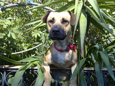 Χαρίζεται ο Primo