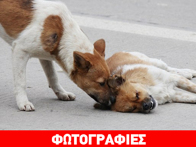 Η συγκινητική αφοσίωση ενός σκύλου