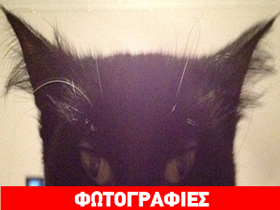 I’ m no cat… I’ m Batman!