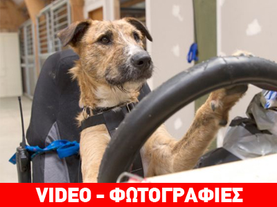Tετράποδα με δίπλωμα οδήγησης!