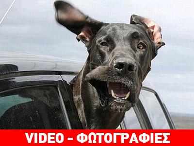 «Who let the dogs out»;