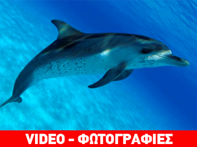 Ένα δελφίνι «ζητά» βοήθεια