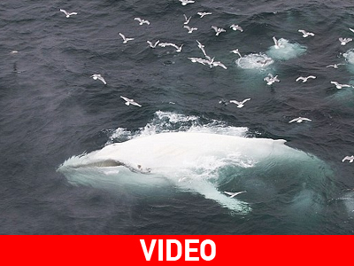 Κι όμως, υπάρχει ο πραγματικός Moby Dick!