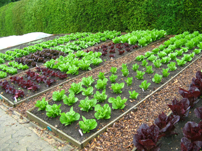 Ημερίδα για τη δημιουργία δημοτικών λαχανόκηπων