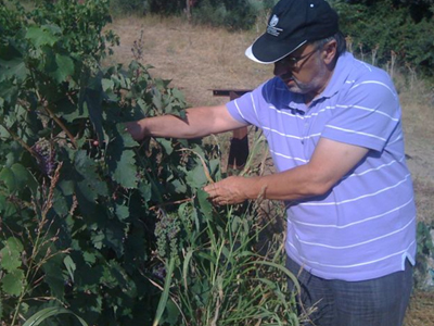 Σε απόγνωση οι σταφιδοπαραγωγοί της Ηλείας