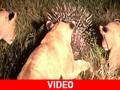 Ο σκαντζόχοιρος όμως είναι παλικάρι…