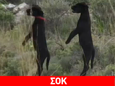 Σοκ: Κρέμασε τα σκυλιά για παραδειγματισμό!