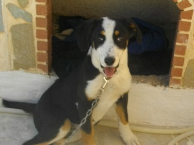 Χαρίζεται η υπέροχη τρίχρωμη Νόρα