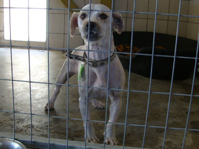 Μικρόσωμες σκυλίτσες κατάλληλες για σπίτι‏