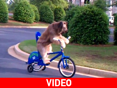 Σκύλος οδηγεί ποδήλατο!