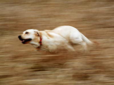 Σκυλιά κυνήγησαν τεχνικό της ΔΕΗ που έκοβε το ρεύμα