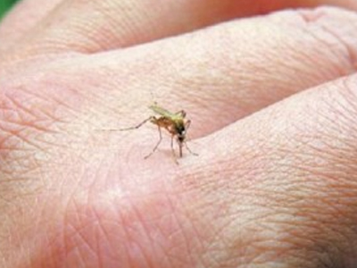 Μέτρα για τον ιό του Δυτικού Νείλου στην Κρήτη