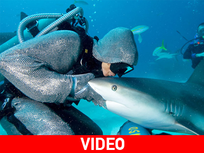 Υπνωτίζει τους καρχαρίες! Υπνωτίζει τους καρχαρίες!