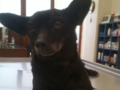 Βρέθηκε θηλυκό σκυλάκι