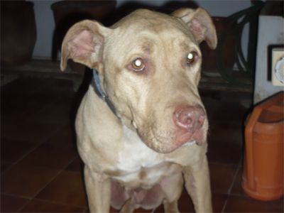 Βρέθηκε πιτμπουλίνα στην Αγία Παρασκευή