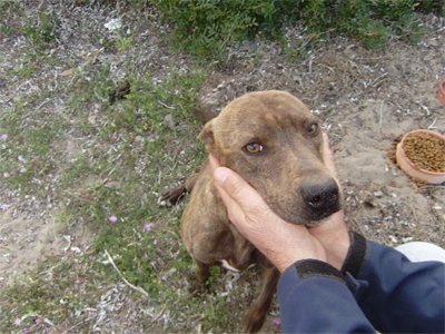 Χαρίζουν την πιτμπουλίνα και τα μωρά της