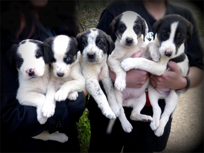 Ποιος θα τα πάρει τα ζουζούνια;