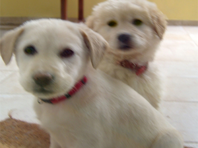 Χάθηκαν σκυλάκια στη Δροσιά