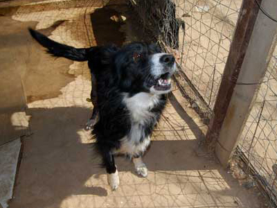 Χαρίζεται ημίαιμο boarder collie