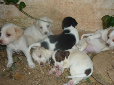 Χαρίζονται κουταβάκια για υιοθεσία