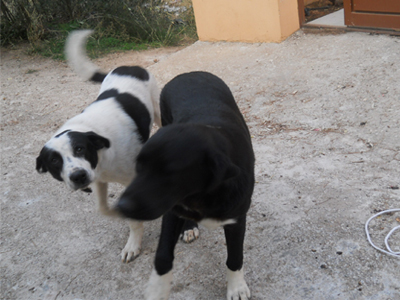 Λαμπραντόρ ψάχνουν σπιτάκι