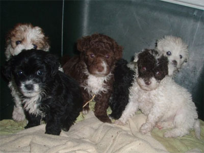 Ψάχνουν και αυτά σπίτι!