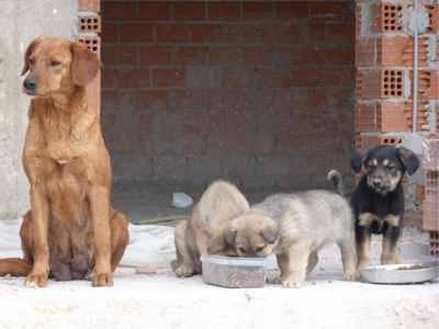 Πόσα κουτάβια μπορούμε να σώσουμε;