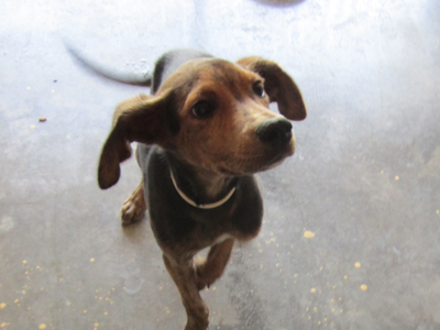 Ο Ηρακλής ζητάει σπιτάκι