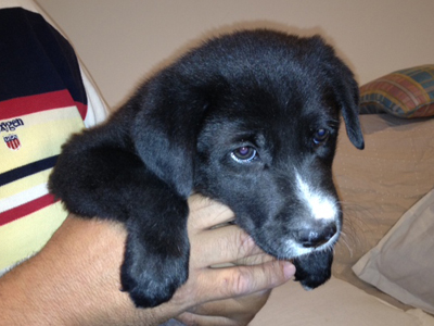 Χαρίζεται θηλυκό λαμπραντόρ