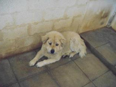 Υπάρχει μια γωνίτσα στο σπίτι σας για αυτό το σκυλάκι;