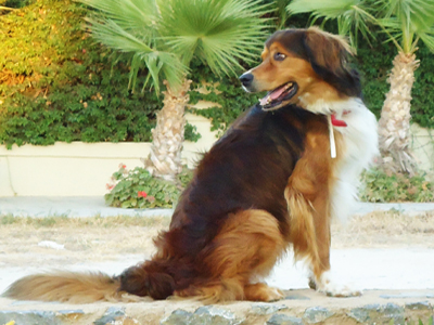 Χάθηκε ο Γκρίντο