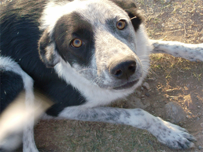 Χαρίζεται γλυκιά σκυλίτσα