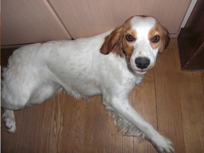 Μήπως χάσατε αυτήν τη σκυλίτσα;