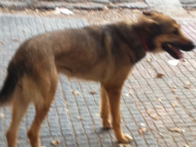 Βρέθηκε νεαρή σκυλίτσα