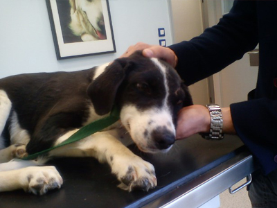 Χαρίζεται γλυκιά σκυλίτσα