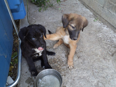 Χαρίζεται η Pepper