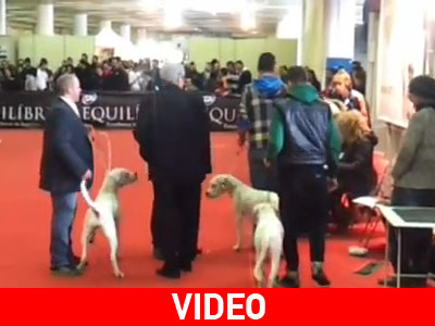 Διαγωνισμός σκύλων στη Θεσσαλονίκη!