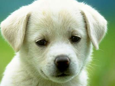 Θέλεις να υιοθετήσεις ένα κουταβάκι;