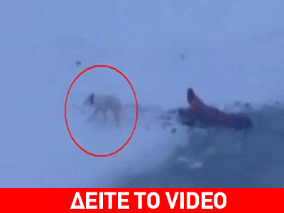 Σκύλος με τύχη βουνό!