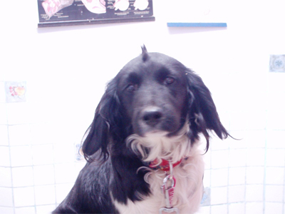 Χαρίζεται η Victoria