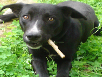 Χαρίζεται σκύλος- σύντροφος