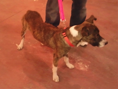 Ζητεί οικογένεια