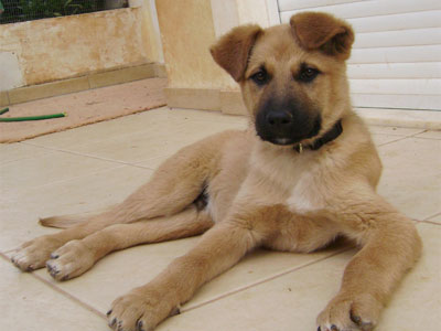 Ο γρήγορος σαν τον άνεμο Γουίντ ψάχνει σπιτάκι!