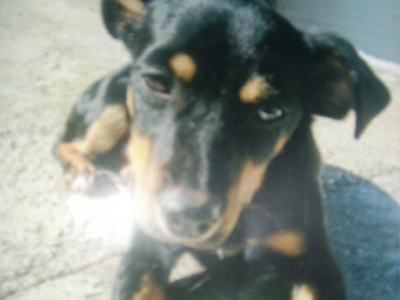 Χάθηκε πίντσερ