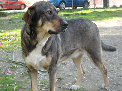 Χαρίζονται αδέσποτα σκυλάκια