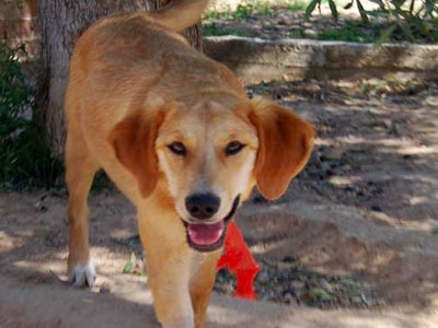 Η Μελίνα αναζητεί ένα σπίτι