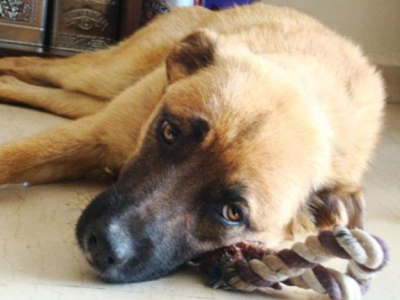 Η Έλλη δίνεται για υιοθεσία